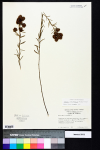 Lespedeza angustifolia image