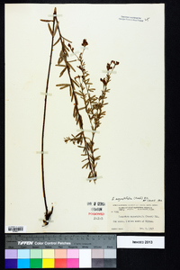 Lespedeza angustifolia image