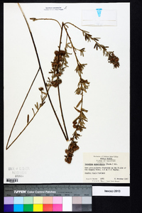 Lespedeza angustifolia image