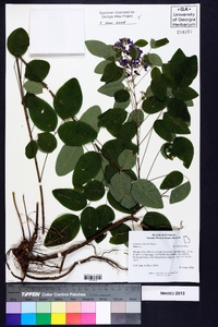 Lespedeza bicolor image