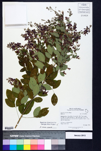 Lespedeza bicolor image