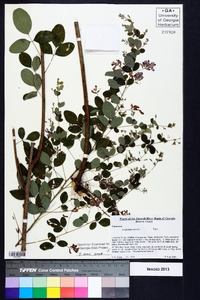 Lespedeza bicolor image