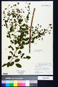 Lespedeza bicolor image