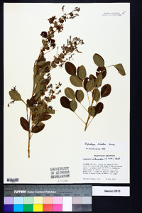 Lespedeza bicolor image