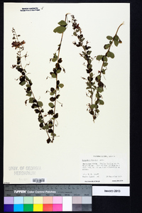 Lespedeza bicolor image