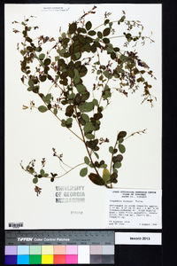 Lespedeza bicolor image