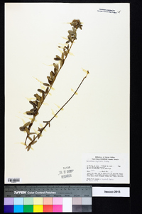 Lespedeza capitata image