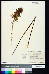 Lespedeza capitata image