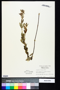 Lespedeza capitata image