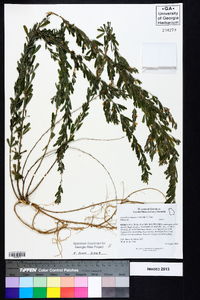 Lespedeza cuneata image