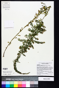 Lespedeza cuneata image