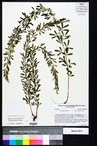 Lespedeza cuneata image