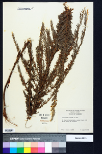 Lespedeza cuneata image