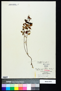 Lespedeza procumbens image