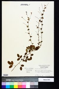 Lespedeza procumbens image