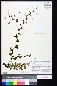 Lespedeza procumbens image