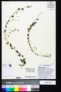 Lespedeza procumbens image