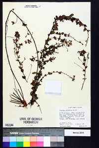 Lespedeza procumbens image