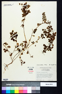 Lespedeza procumbens image