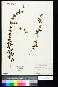 Lespedeza repens image