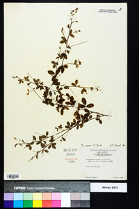 Lespedeza repens image