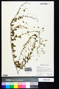 Lespedeza repens image