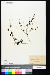 Lespedeza repens image