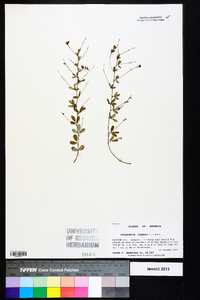 Lespedeza repens image