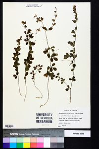 Lespedeza repens image