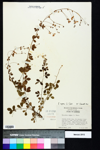 Lespedeza repens image