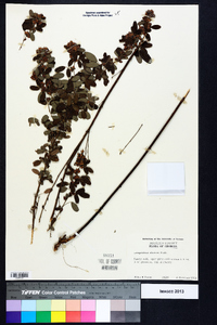 Lespedeza stuevei image