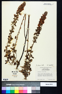 Lespedeza stuevei image