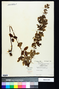 Lespedeza stuevei image