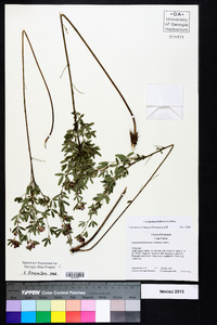 Lespedeza violacea image