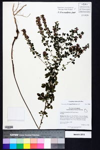 Lespedeza violacea image