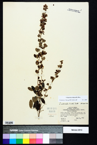 Lespedeza violacea image