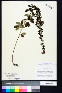 Lespedeza violacea image