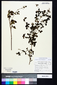 Lespedeza violacea image