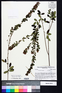 Lespedeza violacea image