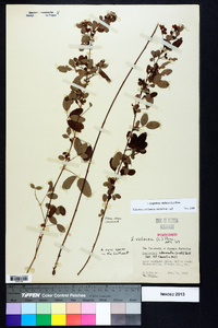 Lespedeza violacea image
