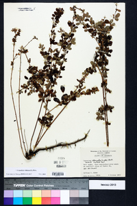 Lespedeza violacea image