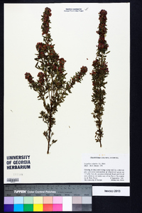 Lespedeza virginica image