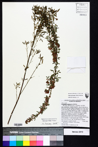 Lespedeza virginica image