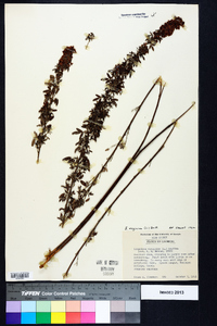 Lespedeza virginica image