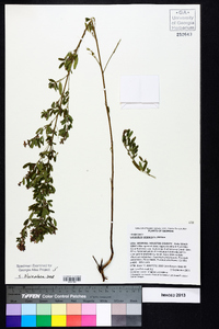 Lespedeza virginica image