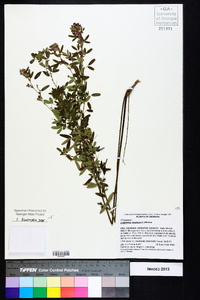 Lespedeza virginica image