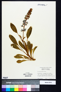 Lupinus diffusus image