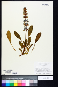 Lupinus diffusus image