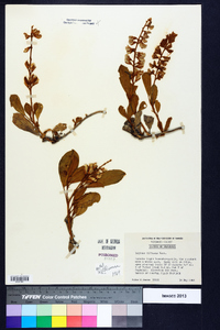 Lupinus diffusus image