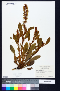 Lupinus diffusus image